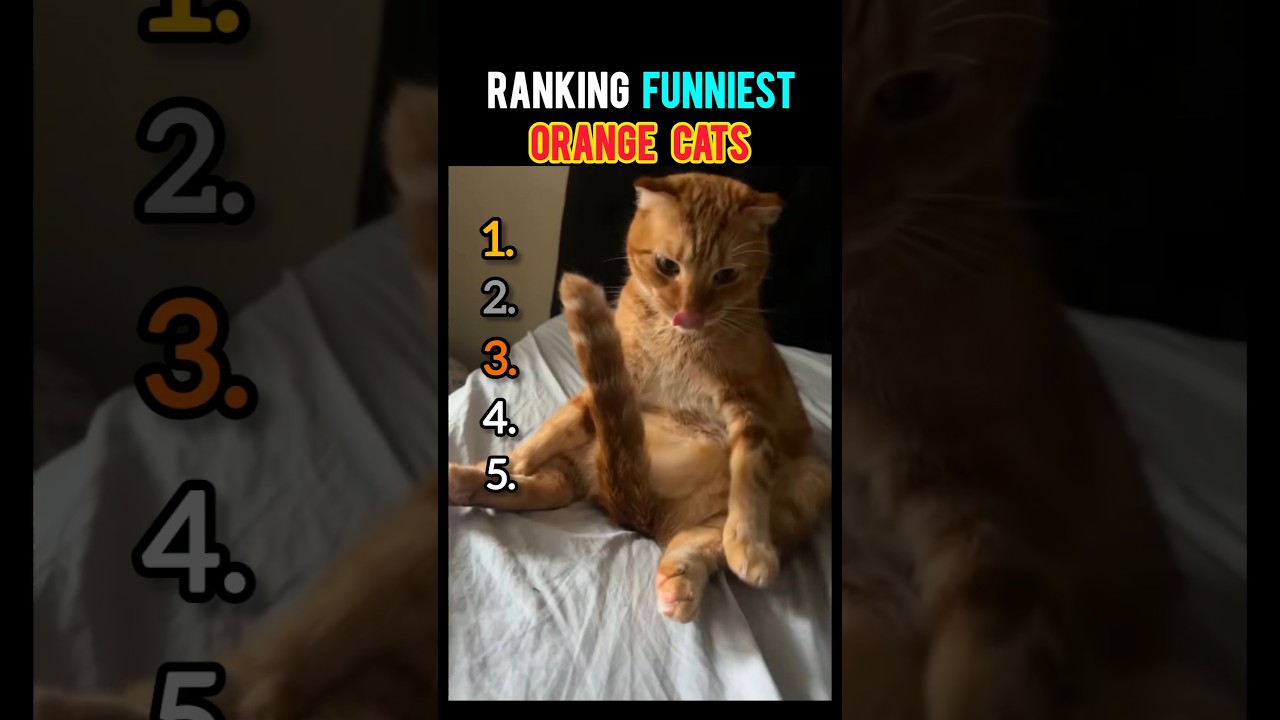 Ranking FUNNIEST ORANGE Cat Moments 😹