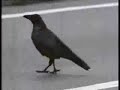 Smart Crows and Ravens