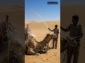 Camel Rescue in the Desert 🐫🏜️ #CamelRescue #DesertMission #AnimalRescue #SaveTheCamels