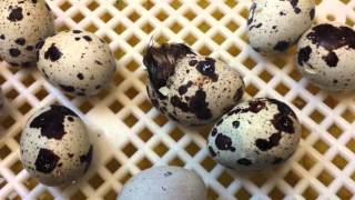 Right place, time, mobile phone handy. 1 japanese baby quail hatched
last night, another this afternoon and here is a third one in the act
of hatching....