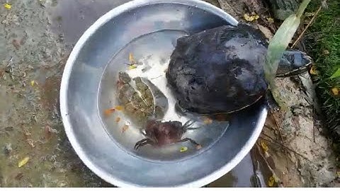 Bắt Cá Dễ Thương, Gà Đầy Màu Sắc, Gà Cầu Vồng, Rùa, Cua, Cá Betta, Cá Cảnh, Động Vật Dễ Thương #02