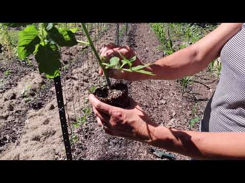 Planting Roma Tomatoes