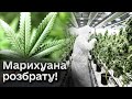 🌿 Депутати в прямому ефірі посварилися через законопроєкт про легалізація медичної марихуани