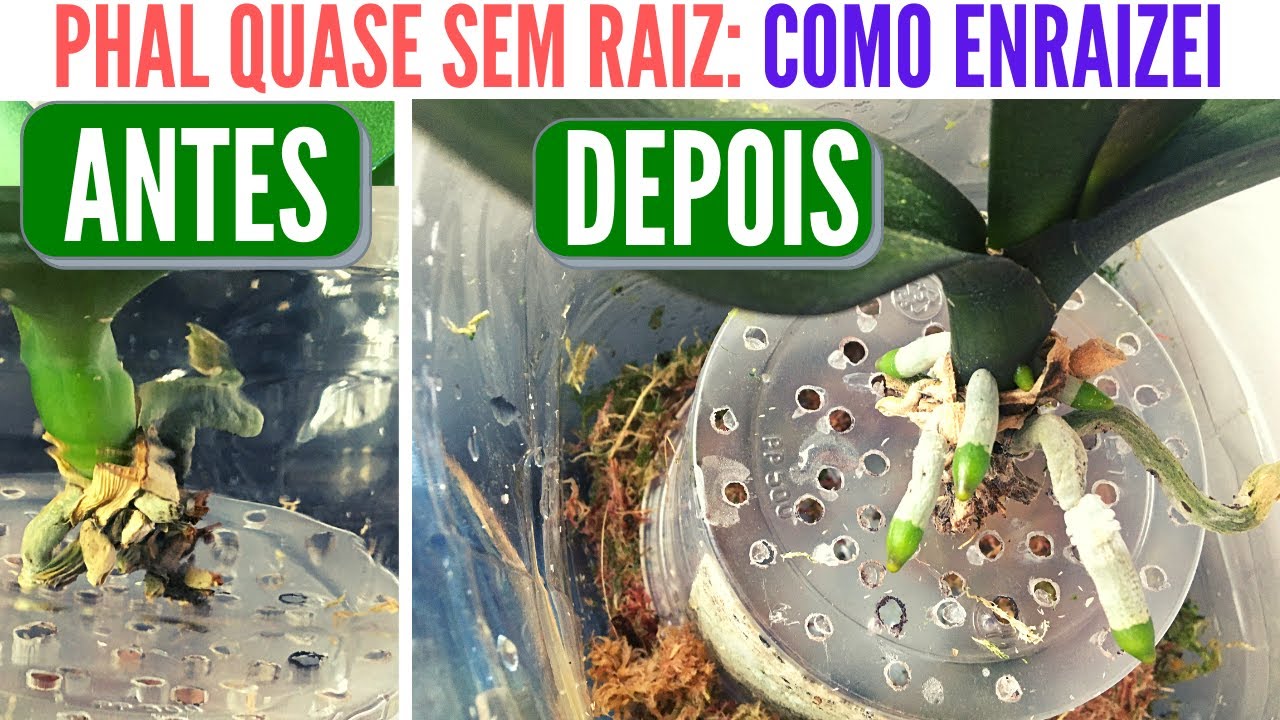 COMO ENRAIZAR ORQUÍDEA PHALAENOPSIS SEM RAIZ (é simples e funciona de verdadeee) !!!!