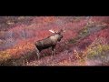 Canadian Double - Hunting Moose and Caribou