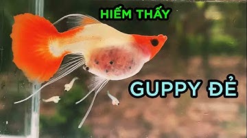 Cận cảnh cá 7 màu đẻ con, Guppy sinh sản | Guppy fish is giving birth