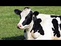 Cow Sound Effect صوت البقرة 