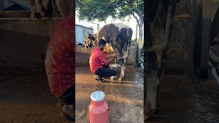 Dasra 😍#minivlog #marathi #vlog #maharashtra #vijayadashami #youtubeshorts