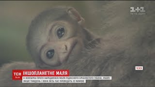 У празькому зоопарку народився рідкісний малюк сріблястого гібона У празькому зоопарку народився рідкісний малюк сріблястого гібона