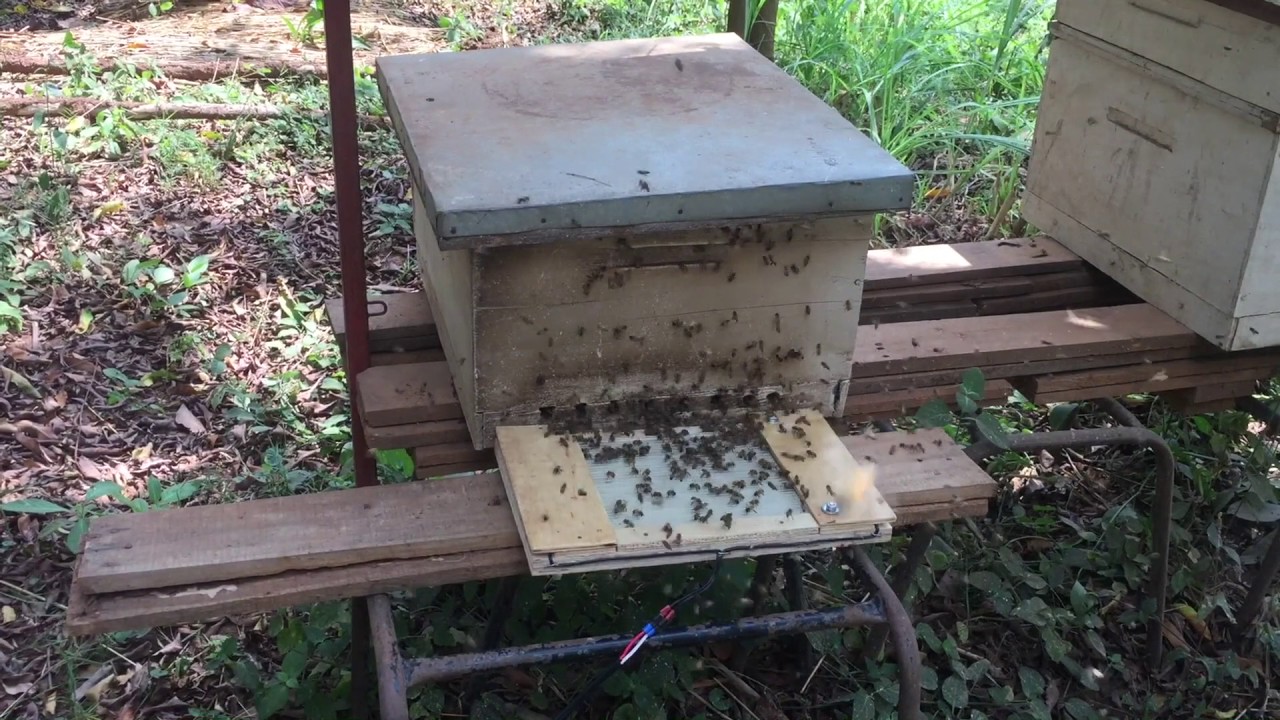 How to collect bee venom youtube