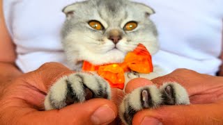 Trimming the nails of cats and kittens  (kitten) Lucy or (white cat)barfi