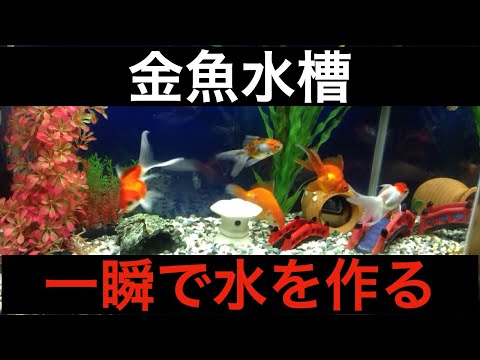 きんぎょページ ハッピーアクトのきんぎょりうむ - YouTube
