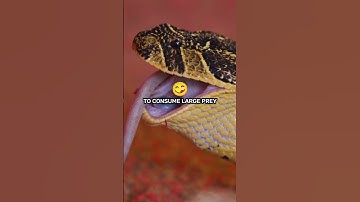 3 #ScienceFacts about #Snakes 🐍