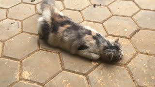 CIMUT SUDAH DEWASA MINTA KAWIN !