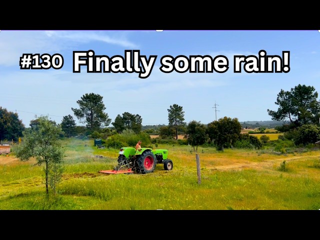 Finally rain on our homestead in Portugal #130