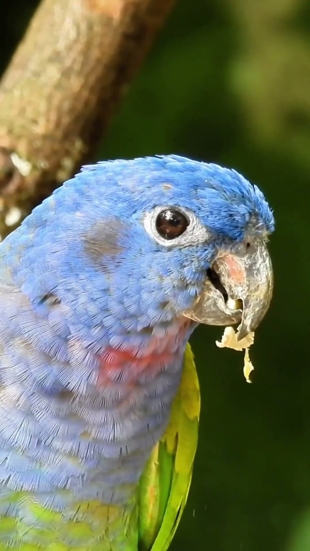 Parrot Eating