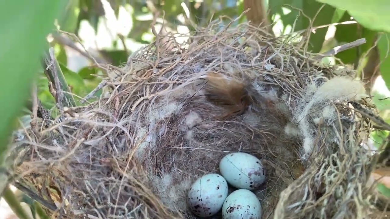تحدي ايجاد اعشاش الطيور البرية بنواحي العرائش وجدنا عش طائر الحسون فرجة ممتعة …
