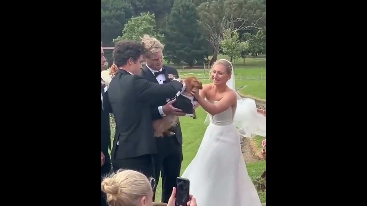 The Dog Did The Job Well As The Ring Bearer