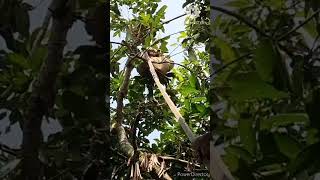 Cara Ambil Telur/ Anak Semut Rangrang  Makanan Burung Dan Umpan Mancing ikan@alamsyahmarwanhamdi
