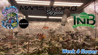 Mars Hydro Cup End of wk 4 Ripper Seeds washing machine DUAL SP3000 in a 4x4