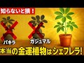 【知らないと損】金運を爆上げする観葉植物はパキラでもガジュマルでもなく…シェフレラ！