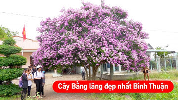 Cây hoa Bằng Lăng Tím đẹp nhất Bình Thuận I Nhuộm tím trời chiều Hàm Thuận Bắc