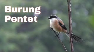 Long-tailed Shrike / Lanius schach / Bentet kelabu screenshot 3