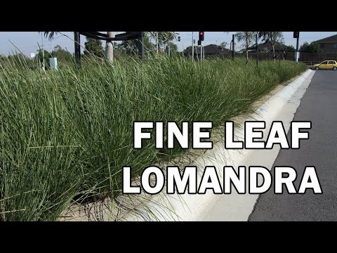 Vídeo: O que é Lomandra Grass: Saiba mais sobre as informações e manutenção da Lomandra