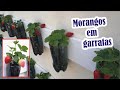 PLANTAR MORANGOS em Garrafa Pet na parede de Casa | Ideal para quem não tem quintal