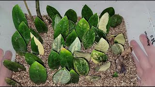 Results of Zamioculcas ACCORDING after 2 months and transplanting to a new system