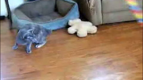 Watch the video about Jade - adopted!