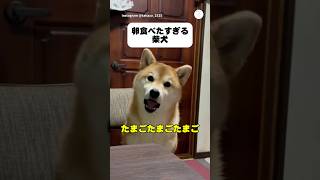 圧強め…「たまご」連呼する柴犬が面白すぎる  #柴犬 #犬 #かわいい犬 #面白い #犬のいる生活