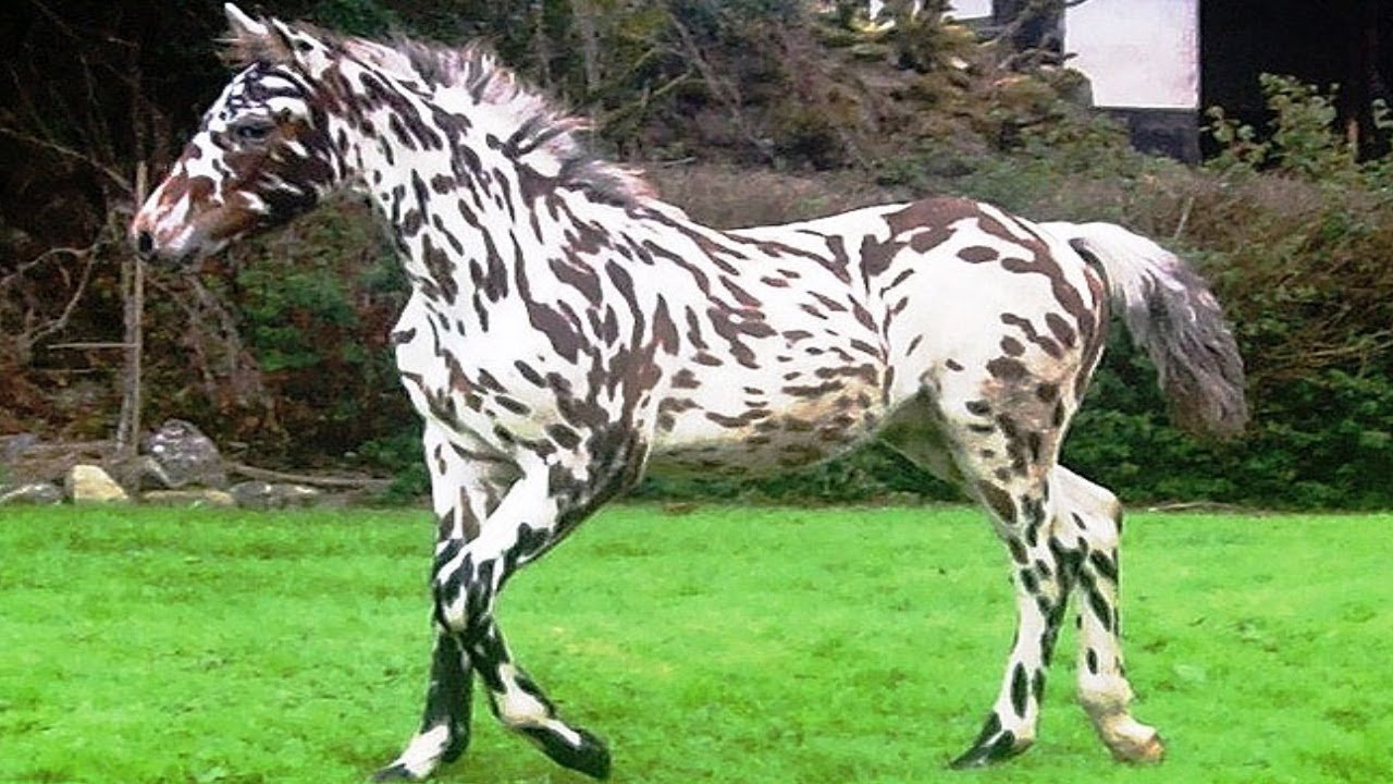World's RAREST Horse Breeds Ever! - YouTube