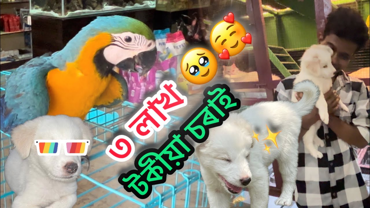 ৩ লাখ টকীয়া চৰাই Macaw Parrot 🦜 new family member pet dog pets