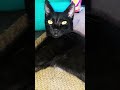 Black Cat Dangerous Eyes Black Cat Dangerous Eyes