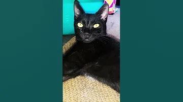 Black Cat Dangerous Eyes 