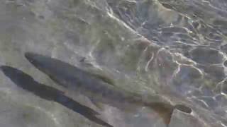 1050922武陵農場七家灣溪櫻花鈎吻鮭幼魚