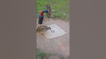 Wow! The Best Technique Bird Trap easy - Quail Trap #shorts #simple bird trap