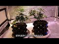 【大麻栽培方法】6~8 週間編‼HOW TO GROW CANNABIS 大麻育成ガイド