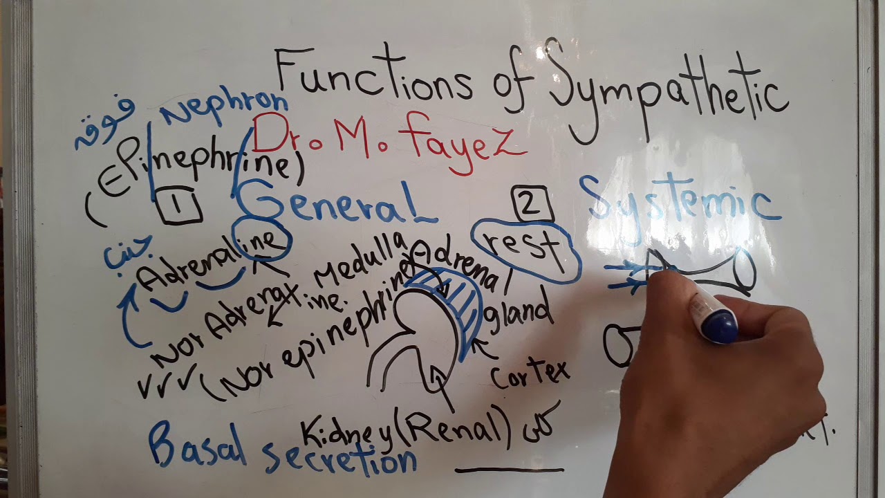 Autonomic new system (Functions of Sympathetic nervous system) dr mohamed fayez