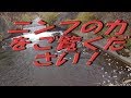 ★爆釣ニンフの実力を公開★　１年の中で今が一番釣れます！（対象魚：ニジマス・イワナ）