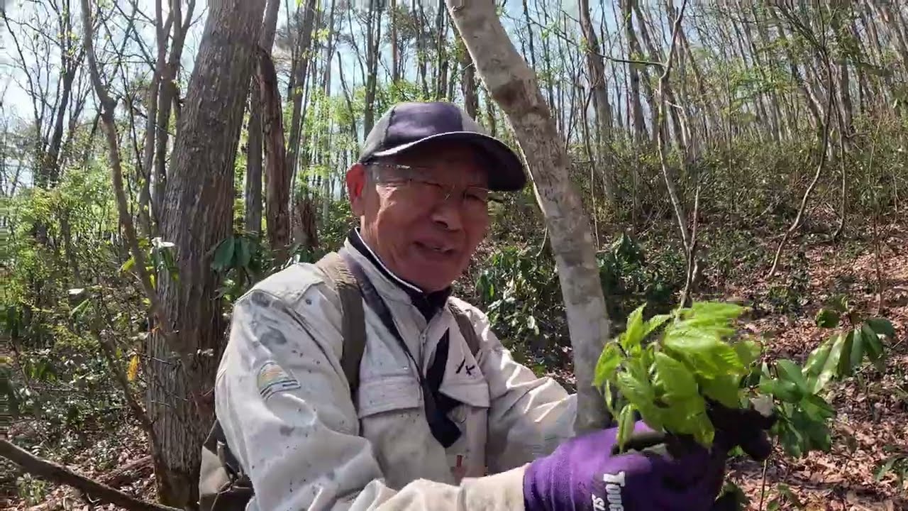 【山菜採り】コシアブラ、タラの芽、ウド、山の恵みに感謝です。超贅沢な山菜天ぷら蕎麦