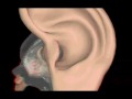 Flyby Through The Ear in 3-D from 3-D Body Adventure MS-DOS/Packard Bell Version