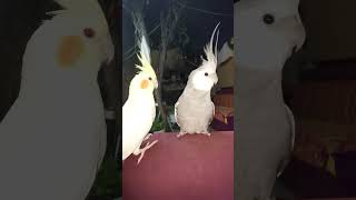 my cute birds