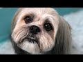 lhasa apso | facts in hindi | Animal Channel Hindi