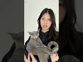 Big meows for such a small guy #cat #catvideos #pets #cutecat #kitten