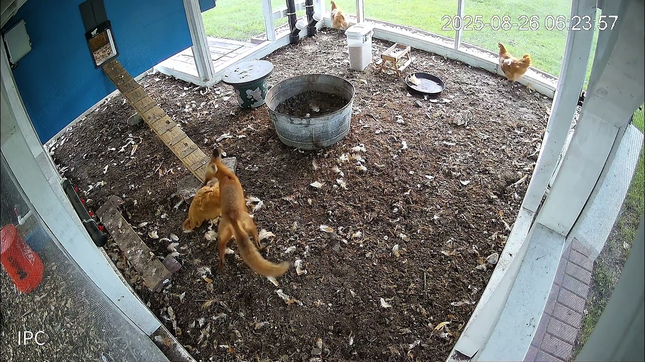 FOX IN THE COOP!