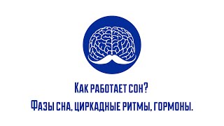 Как работает сон? Фазы сна, циркадные ритмы, гормоны