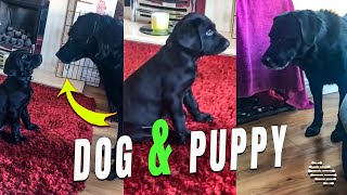 Dog and Puppy Meeting for the First Time