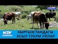 КЫРГЫЗСТАНДАГЫ АСЫЛ ТУКУМ УЙЛАР \\ АЗЫРКЫНЫН АЗАМАТТАРЫ